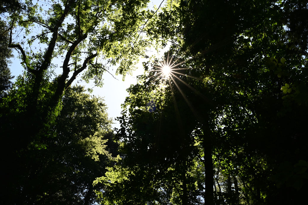 6064 Krienser Hochwald - Juli 2026