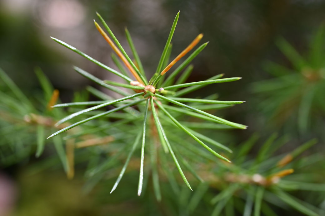 2382 Bireggwald - April 2026