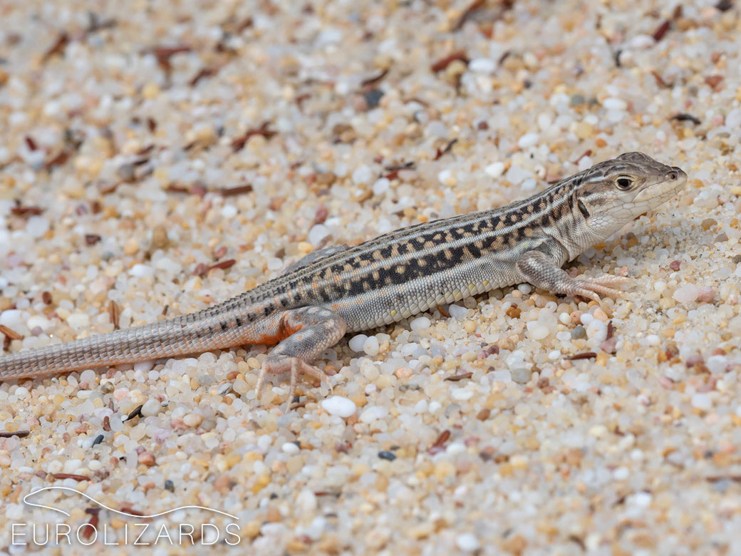 Acanthodactylus erythrurus