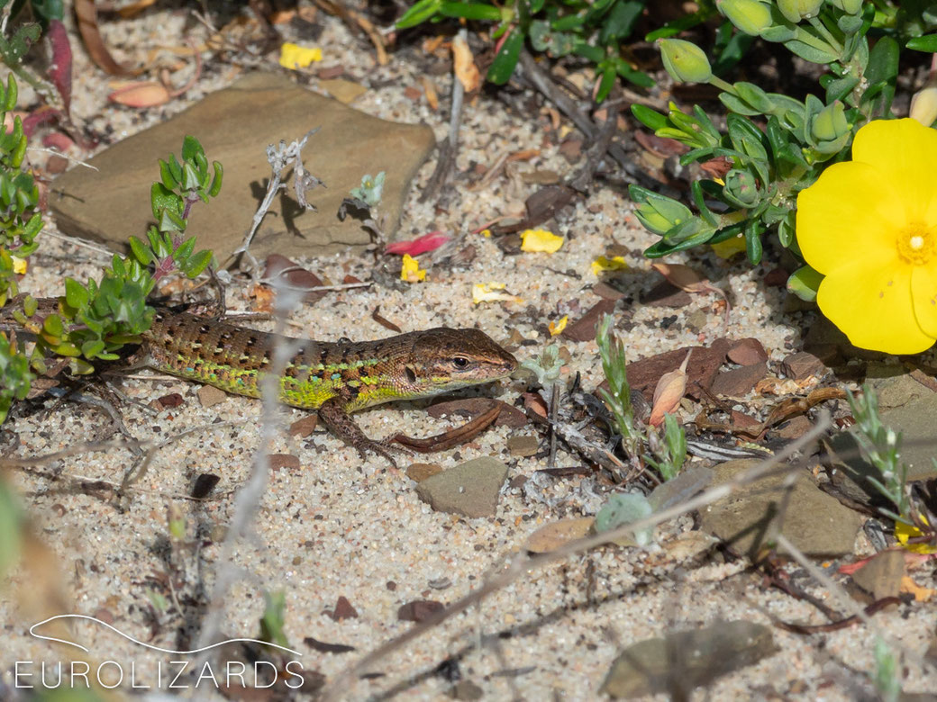 Psammodromus occidentalis