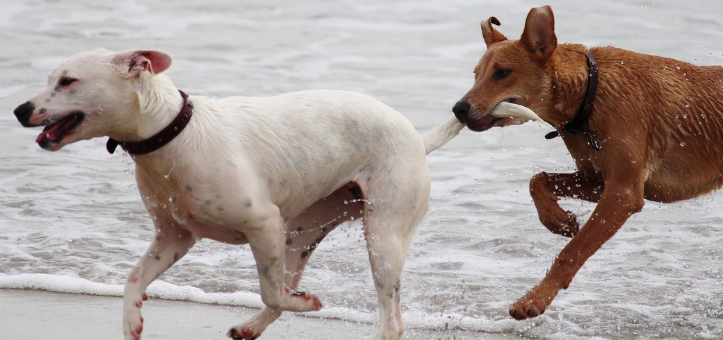 Hundeerziehung bei mehreren Hunden - Strand - fairani