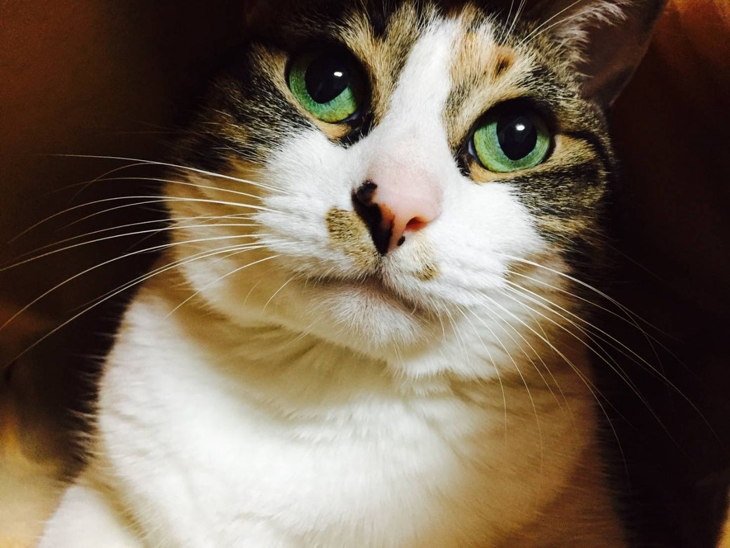 札幌 北海道内の猫探偵 ペット捜索 専門 北海道アニマルサーチ絆