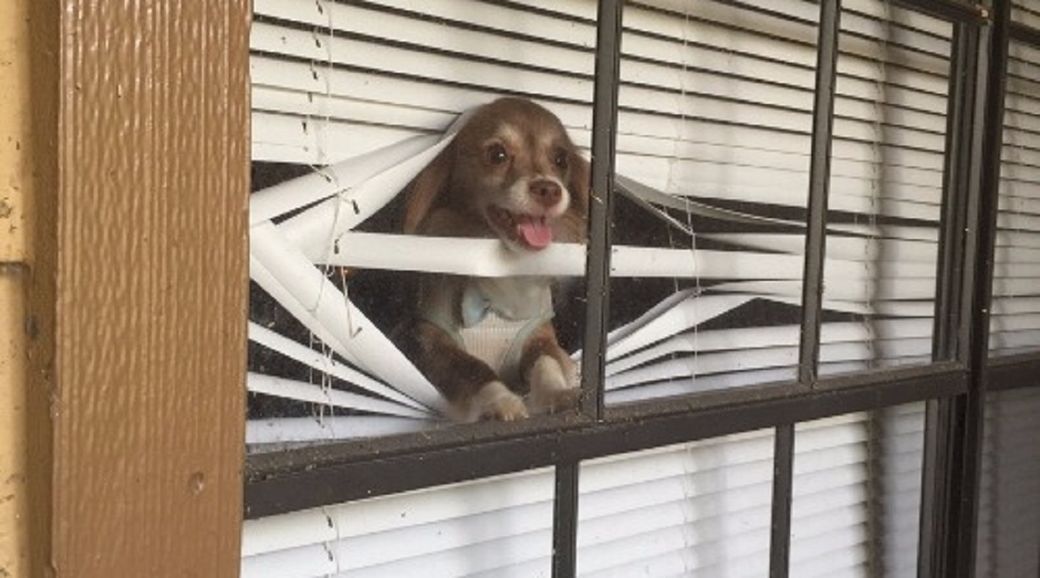 Cómo evitar que los perros destruyan las persianas