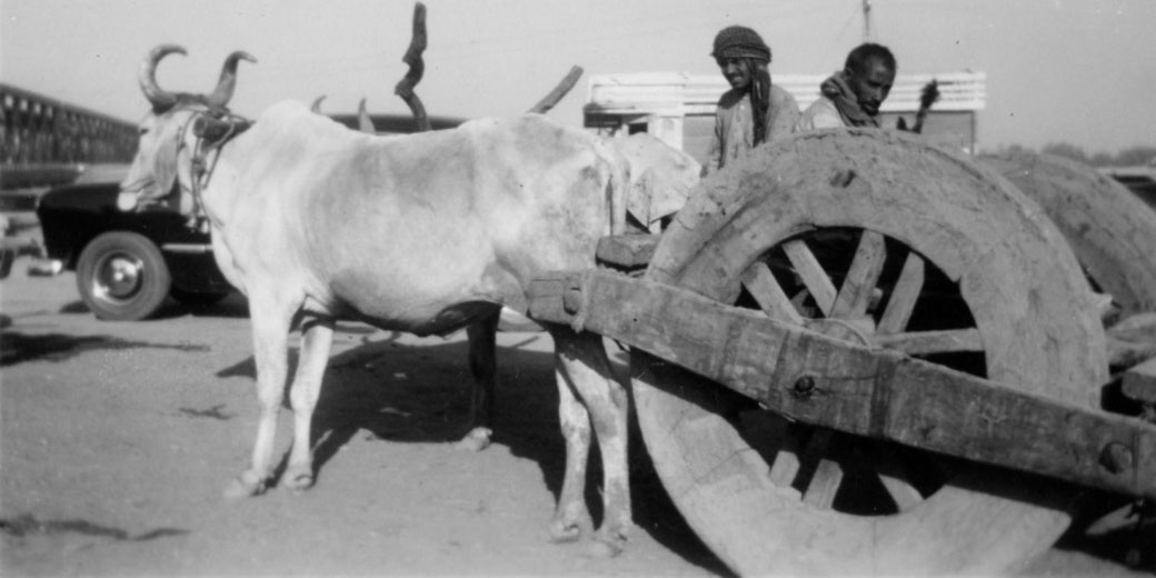 Black and white photo of two men beside a large wooden ox cart pulled by a horned ox, with a vehicle and bridge visible in the background.