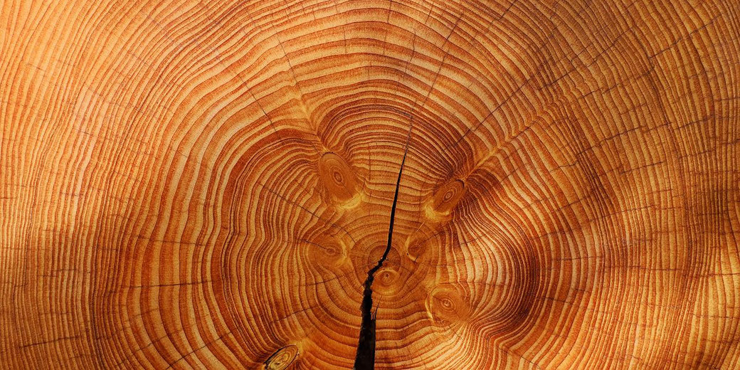 Close-up of a tree trunk cross-section showing detailed annual growth rings and a central split.