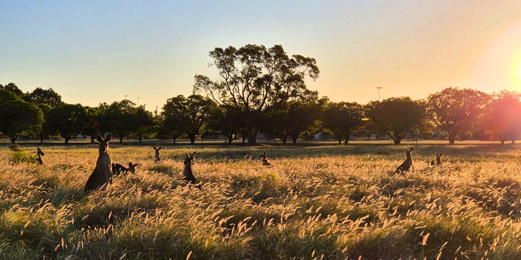 A group of kangaroos in a grassy field during sunset, with golden light illuminating the scene. Trees in the background create a tranquil, natural setting under a clear sky.