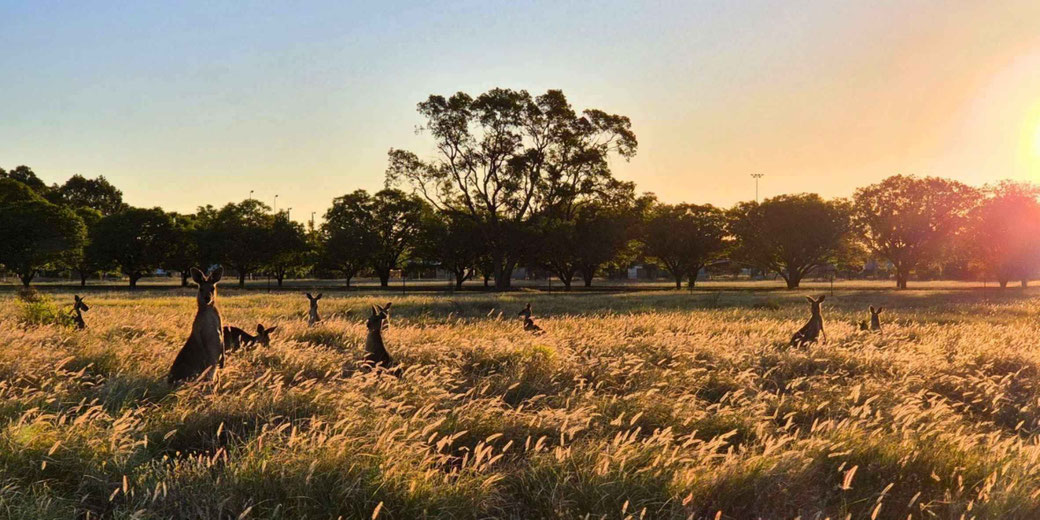A group of kangaroos in a grassy field during sunset, with golden light illuminating the scene. Trees in the background create a tranquil, natural setting under a clear sky.