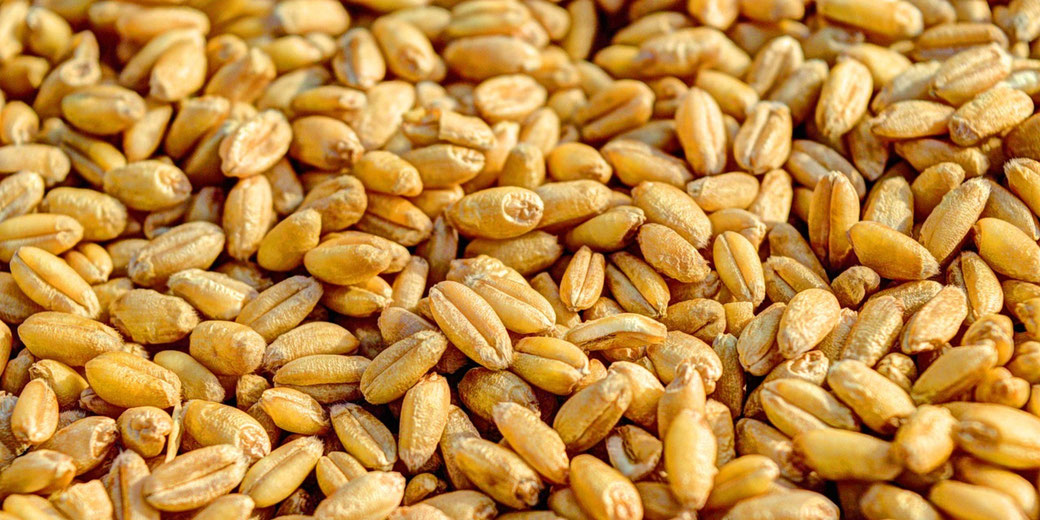 Close-up of golden wheat grains scattered in a dense pile, showing texture and natural color variations.