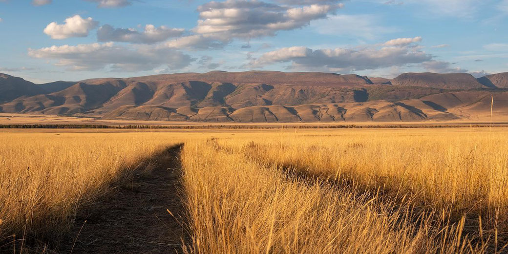 Golden grassland with a narrow dirt path leading toward distant brown mountains under a sky with scattered clouds.