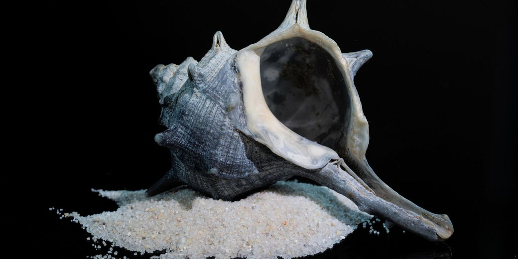 A spiny seashell rests on a small mound of sand against a black background, highlighting its textured surface and elongated siphonal canal.