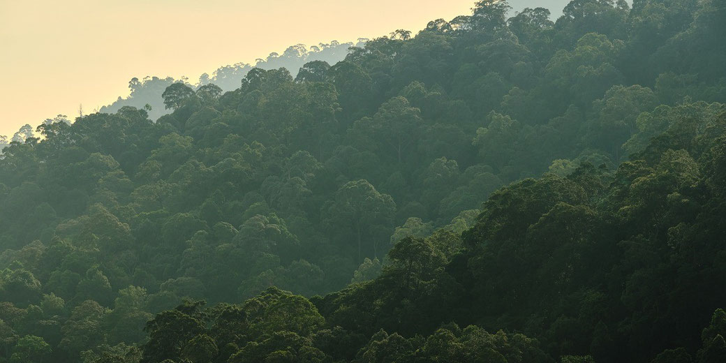 Layers of densely forested hills stretch into the distance, bathed in soft morning light.