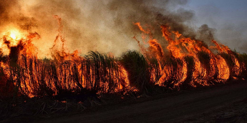 Tall crops blaze with fire as thick smoke billows upward, engulfing the area with heat and ash.