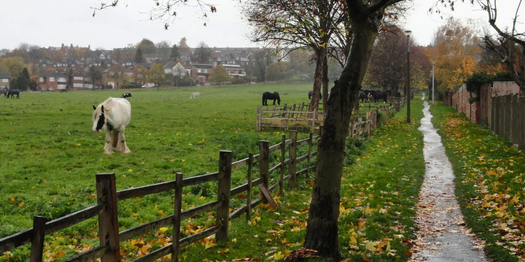 A peaceful, misty scene with horses grazing in a grassy field. A path lined with trees and a wooden fence leads through the autumn landscape.