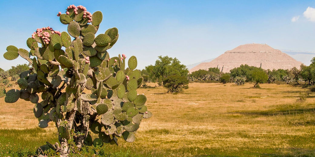 A large prickly pear cactus with pink fruit stands in the foreground of a dry landscape, with the Pyramid of the Sun in Teotihuacan, Mexico, visible in the background under a clear blue sky.