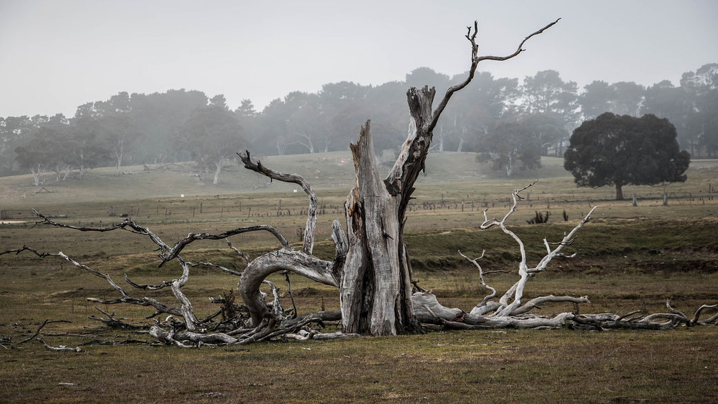 A weathered, dead tree with twisted branches stands in a misty, open field.