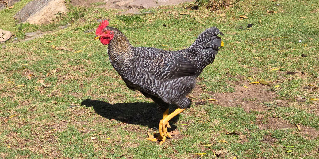 A black and white barred rooster with a red comb and yellow legs stands alert on a grassy patch in sunlight.