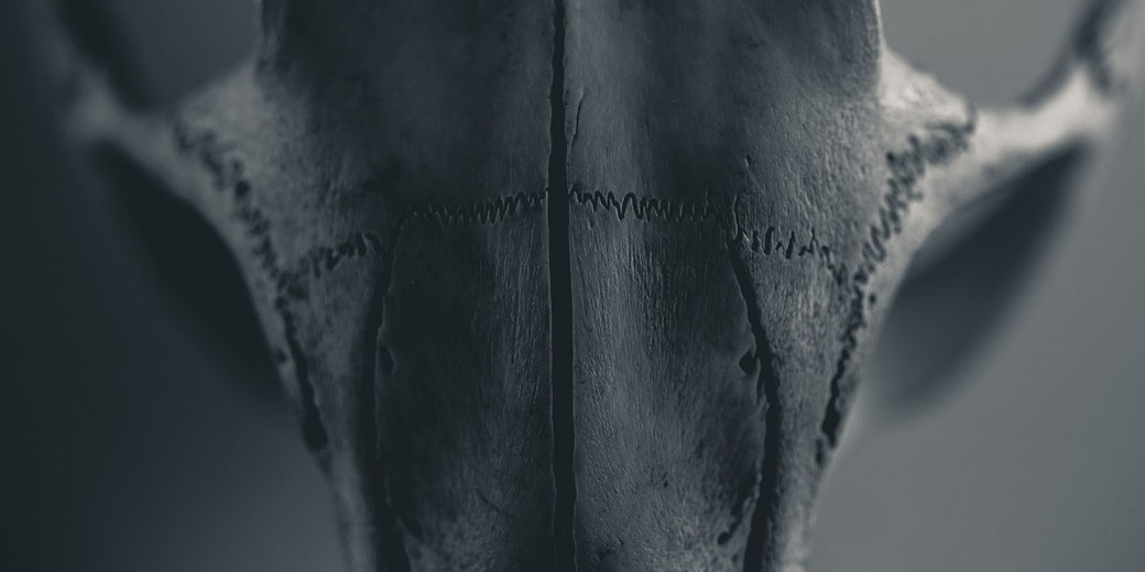 close-up of an animal skull in monochrome, highlighting the intricate sutures and textures of the bone.