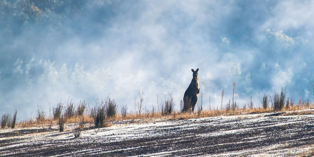 A lone kangaroo standing in a dry field, surrounded by mist or bushfire smoke. The hazy background and scattered vegetation create a dramatic, atmospheric Australian wilderness scene.