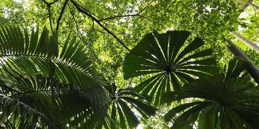 Large tropical palm leaves and dense green canopy seen from below, with sunlight filtering through the foliage.