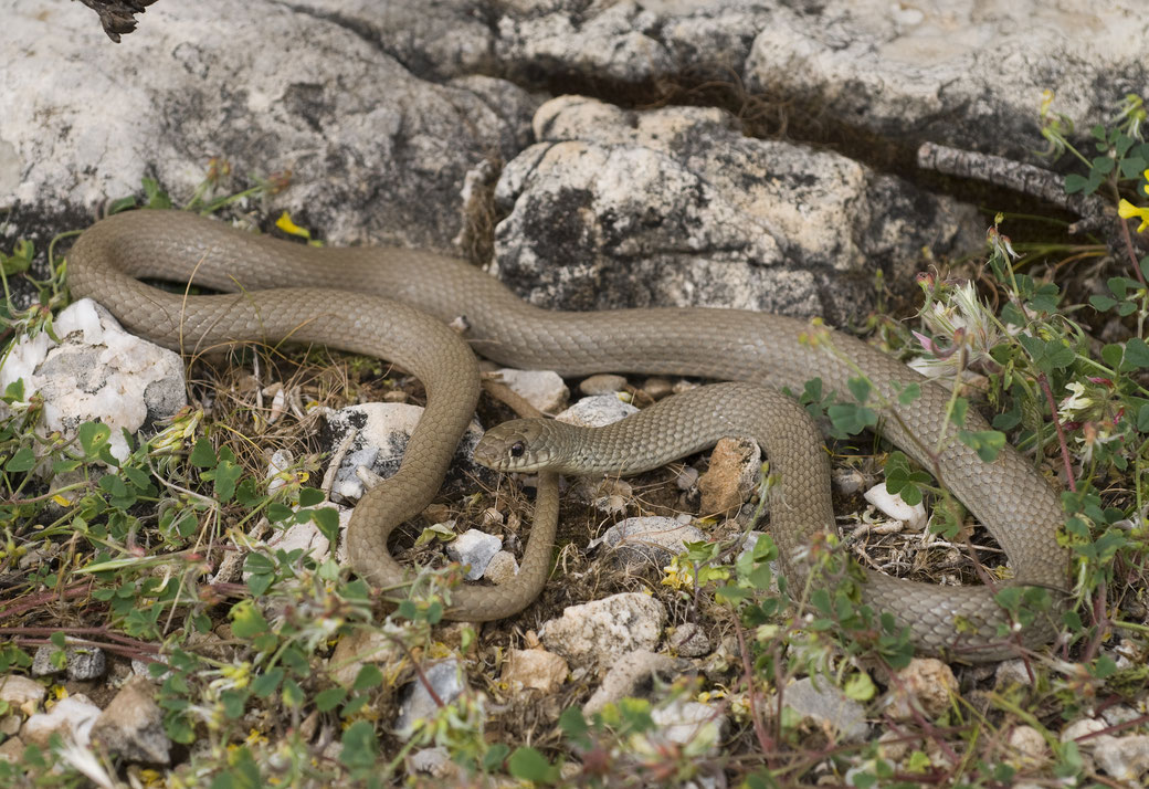 De dwergslang (Eirenus modestus). Foto: Benny Trapp