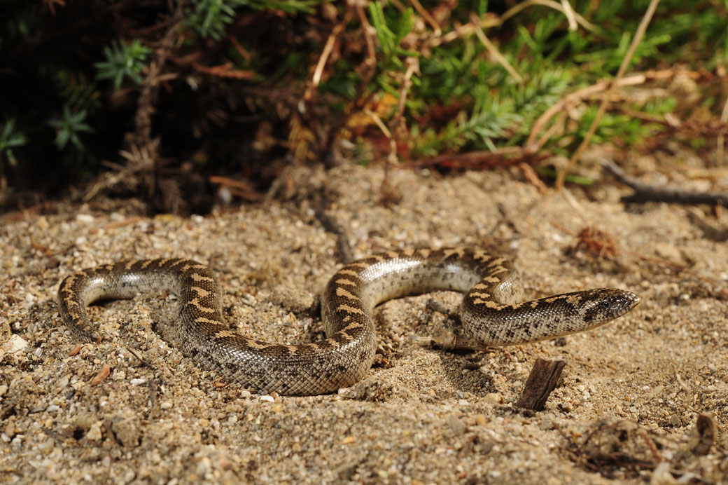 Kleien zandboa (Eryx jaculus). Foto: BennyTrapp