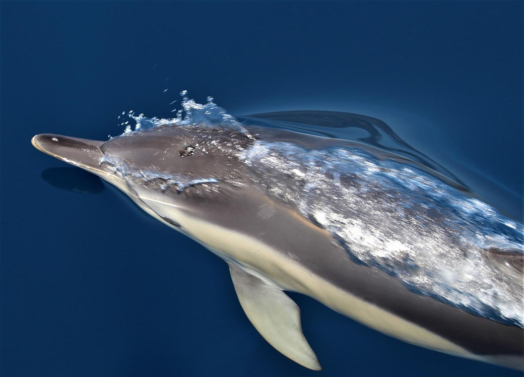 Foto: Archipelagos Institute of Marine Conservation