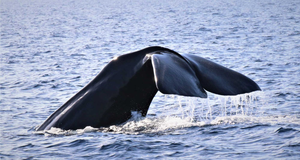 Foto: Archipelagos Institute of Marine Conservation