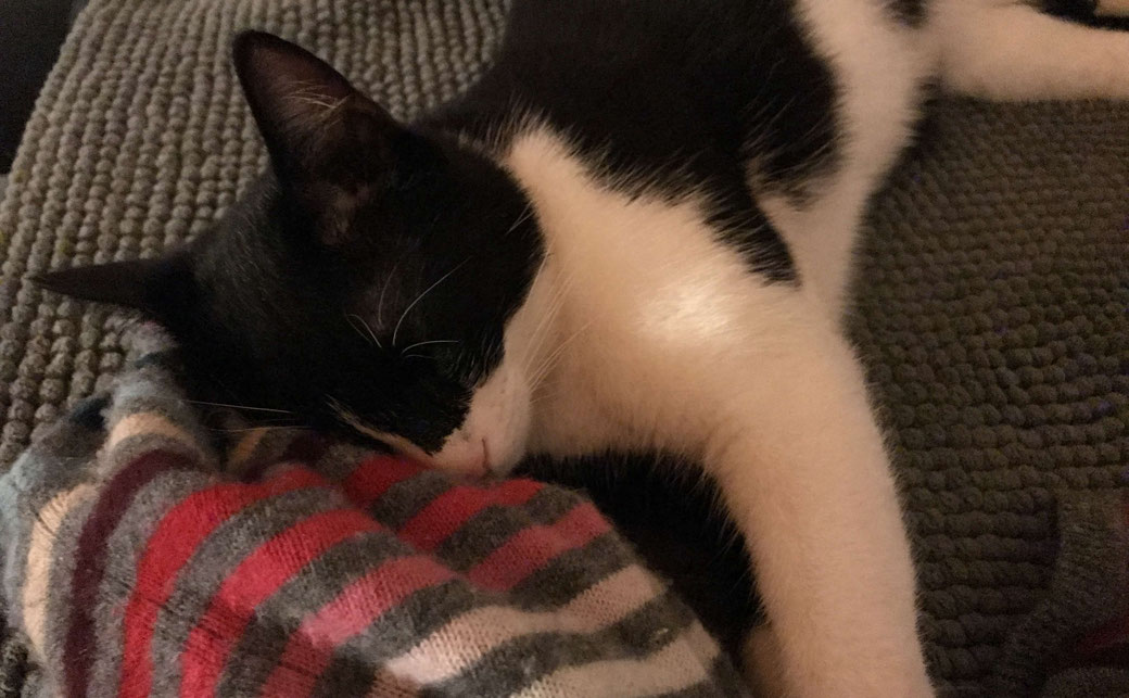 schlafende katze