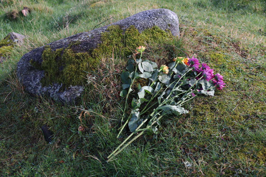 Roses at Culloden