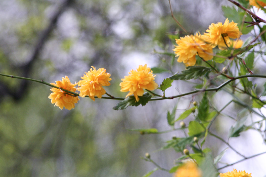 modeblog deutschland blumen