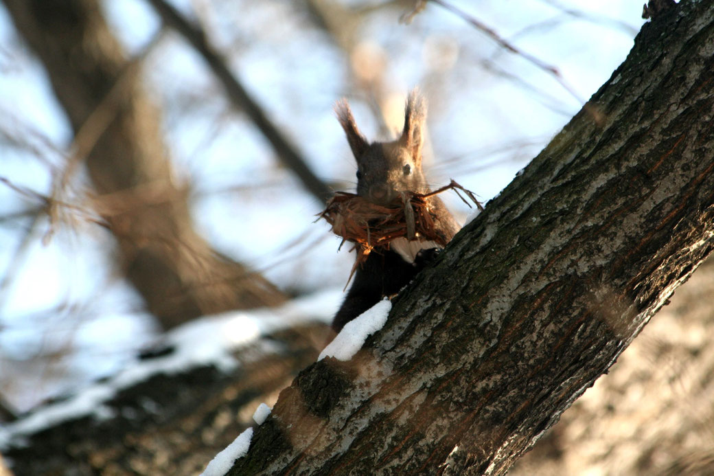 Photography Fotografie Nature Canon Eichhörnchen Winter Squirrel