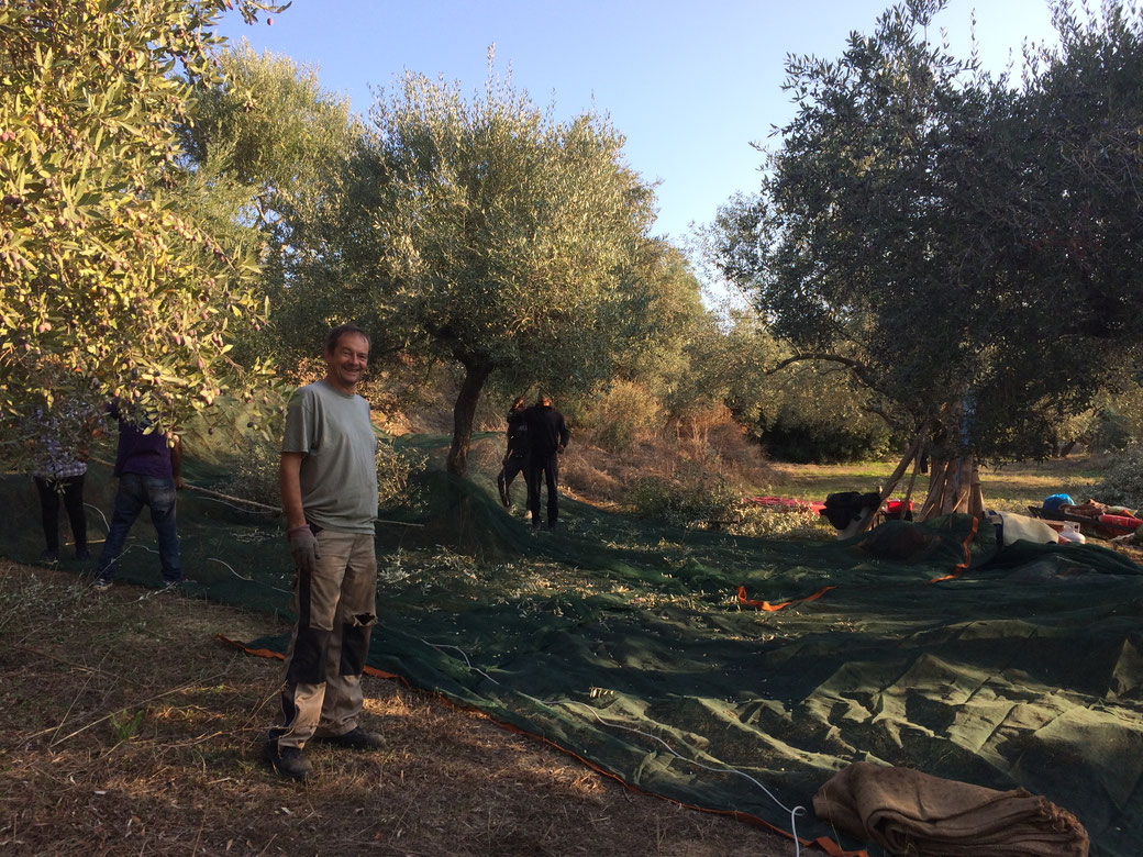 Harvesting olives in Pisaski