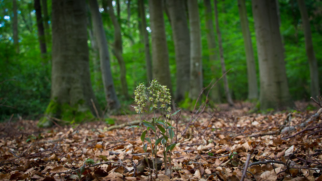 "Orchideen Buchenwald in der Eifel"