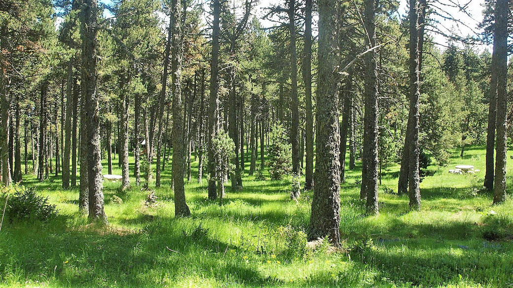 Senderisme - Excursió a peu a la Baixa Cerdanya - Pla d'Escobeiró