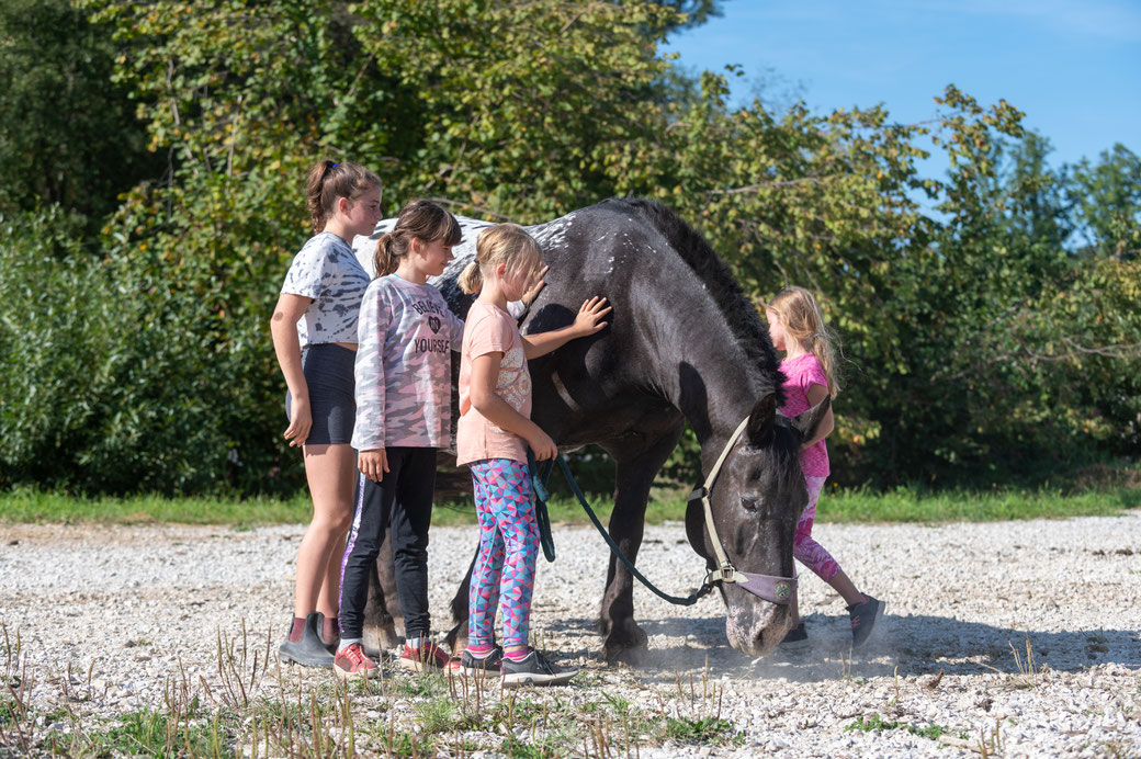 Reiten, Reitpädagogik Graz/Deutschlandsberg/Steiermark