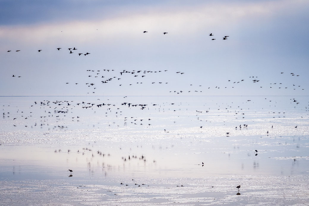 Ganzen boven het Wad - Terschelling © Jurjen Veerman