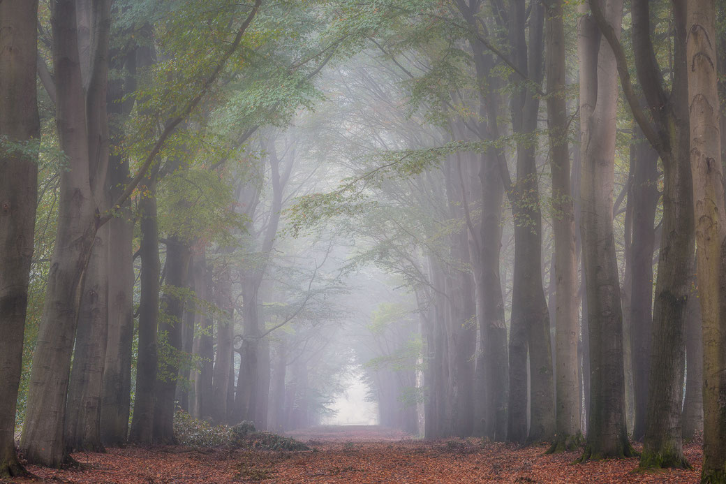 Herfstlaantje Fochteloërveen