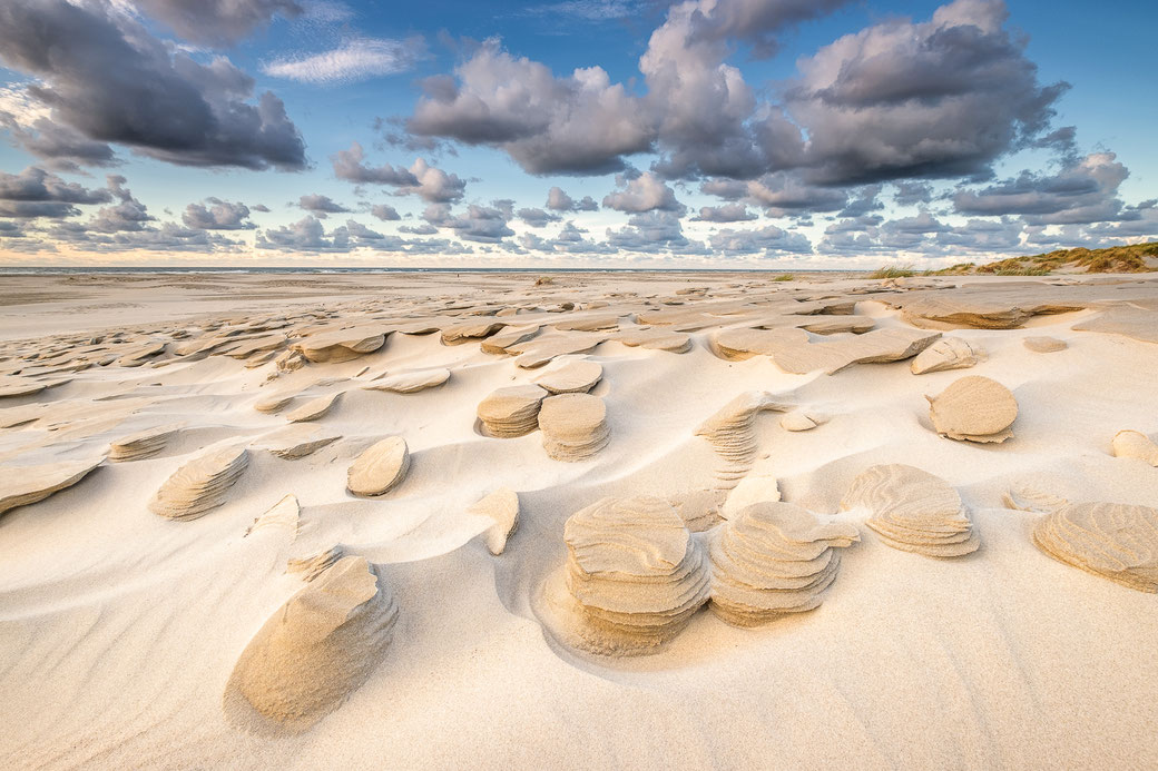 Beach mushrooms strand Oosterend, Terschelling