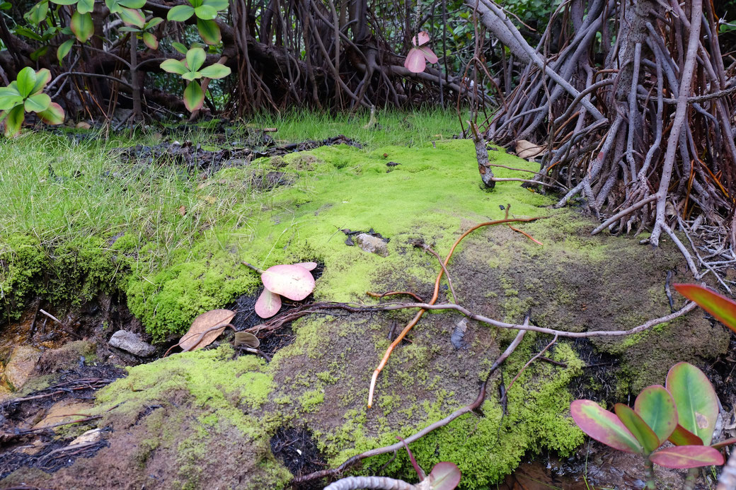 Vegetation um den Cold Soufriere