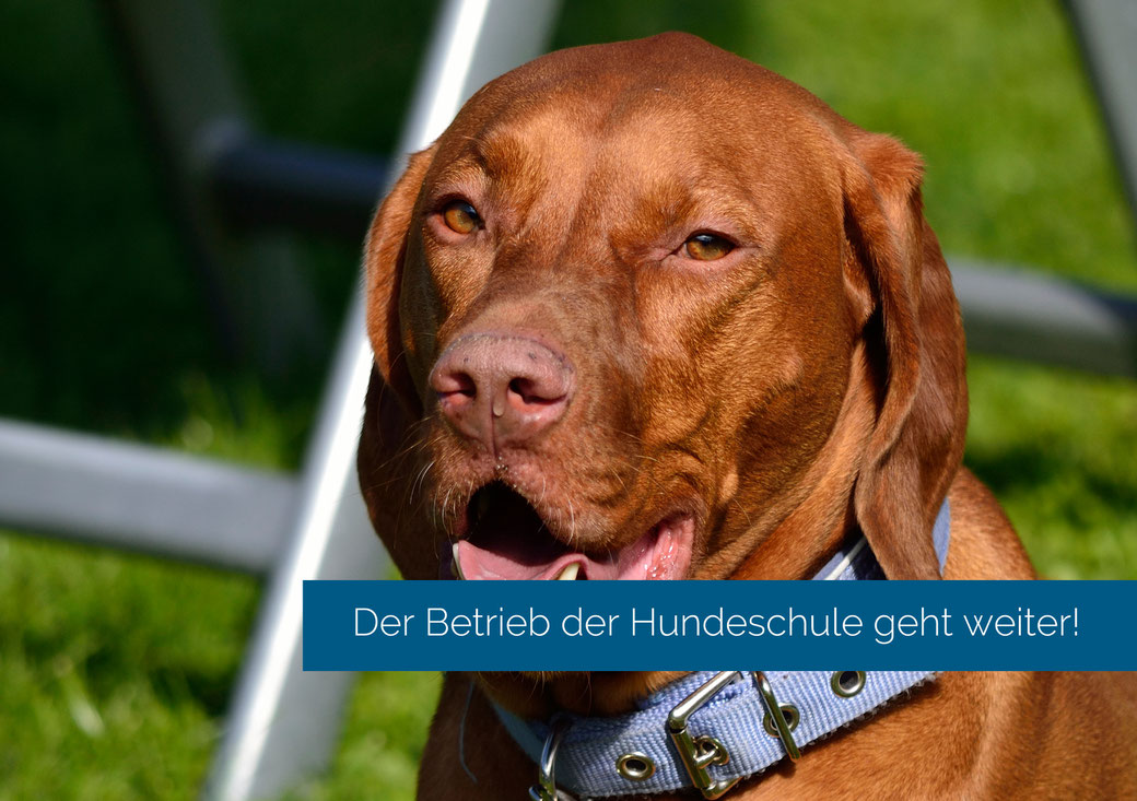 Magyar Viszla mit dem Text. "Der Betreib der Hundeschule geht weiter!"