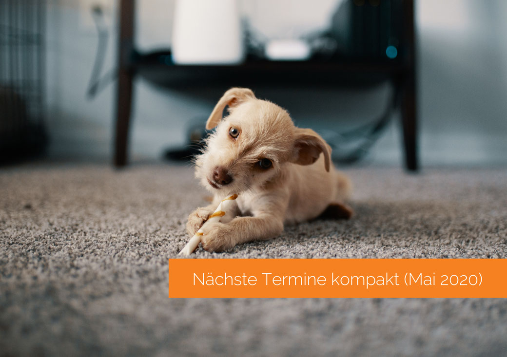 Nächste Termine kompakt (Mai 2020). Auf dem Bild, ein Hundewelpe am kauen.