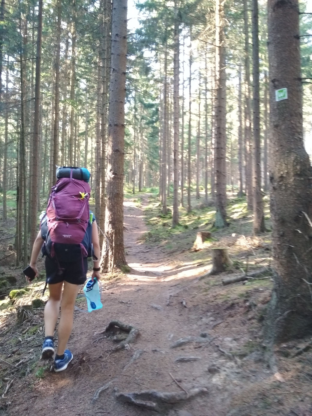 Der schöne Single-Trail der Waldroute Sauerland.