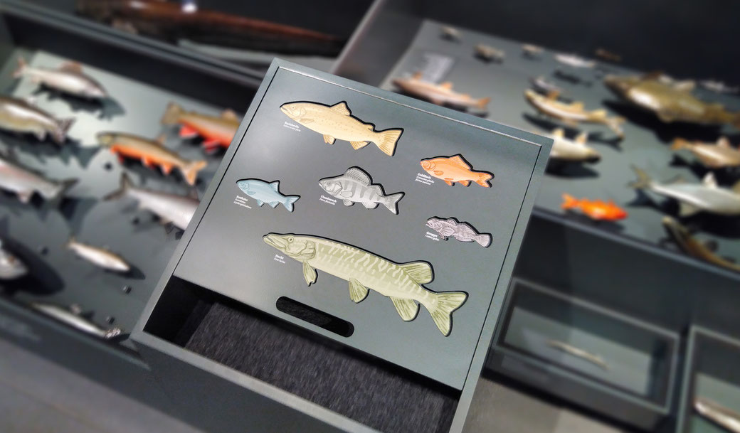 Eine von über 60 Illustrationen im Naturmuseum St. Gallen: ein Spiel für Kinder mit sechs Fischarten © Michael Stünzi