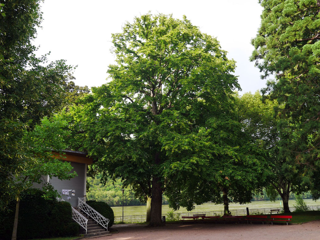 Baumhasel in den Rheinalleen in Boppard