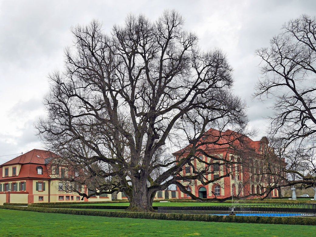 Linde im Schloßpark Altshausen in Altshausen