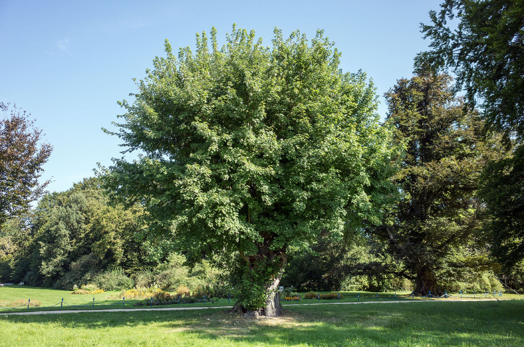 Silberahorn im Fürst-Pückler-Park in Bad Muskau