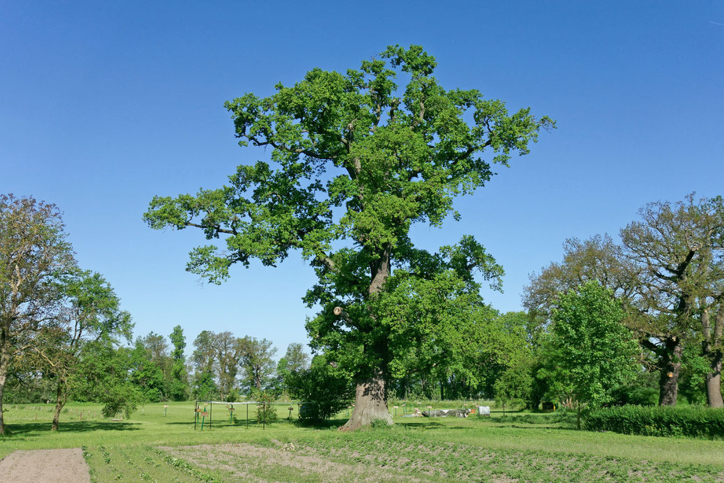 Eiche beim Gut Priemern in Priemern