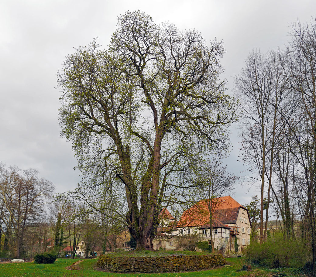 Kastanie in Weiler