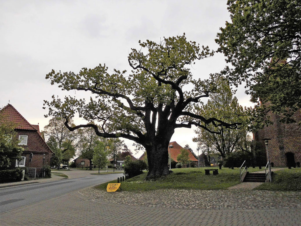 Tausendjährige Eiche in Hittbergen