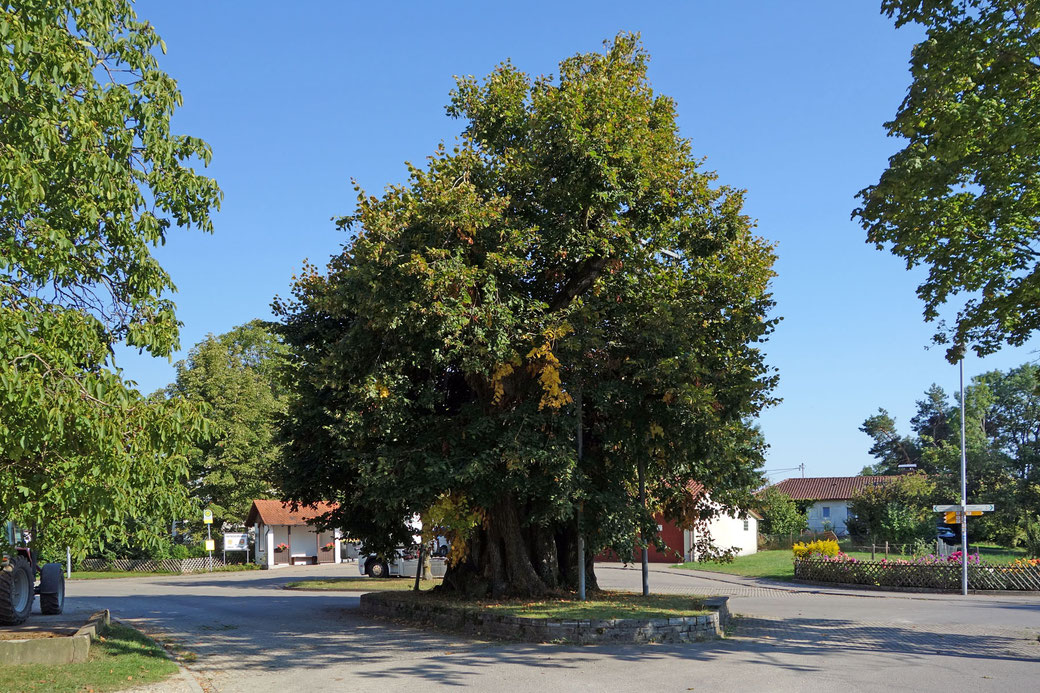 Linde in Hohenbodmann